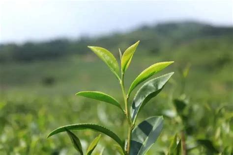 哪里有做中原茶叶的,中原茶叶批发市场