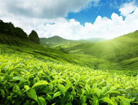 学茶必看的茶叶纪录片,纪录片 茶 有什么茶