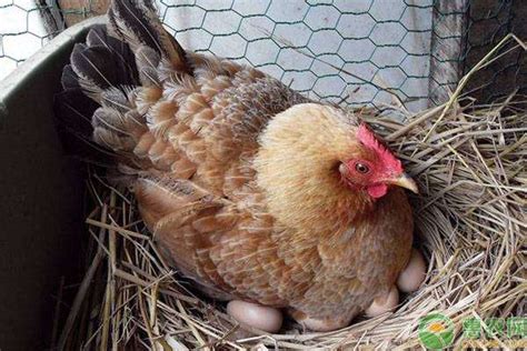 母鸡孵小鸡要注意什么,又到了母鸡孵小鸡的季节