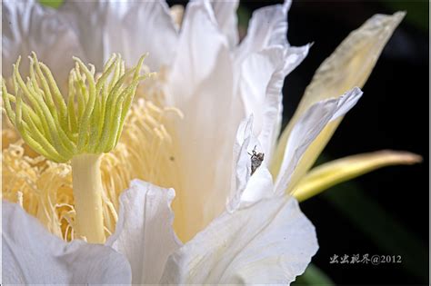 昙花一现作文600字(合集7则)
