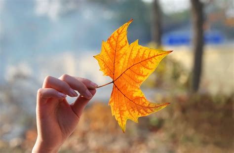 秋天的梧桐叶-描述秋景的作文300字[合计7篇]