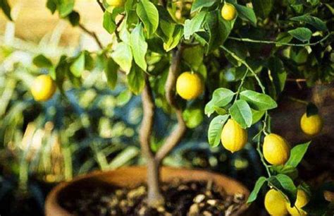 如何培养柠檬花、