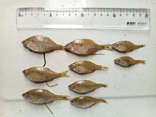 如何区分金鱼公母,怎么分别雌性金鱼
