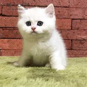 折耳猫英短加白多少钱,拿破仑矮脚猫多少钱一只