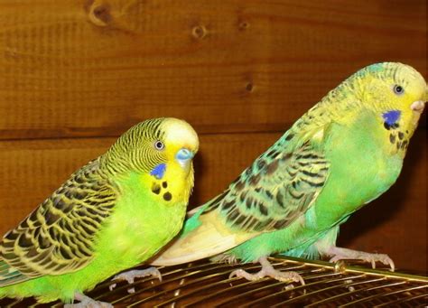 虎皮鹦鹉-小动物作文450字（优秀5则）