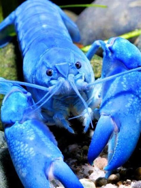 为什么龙虾是蓝色的,蓝龙虾比一般的龙虾味道好么