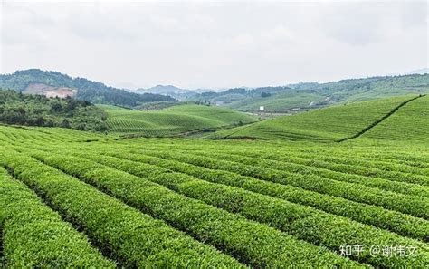 金寨茶叶有多少品种,安徽有哪些茶叶