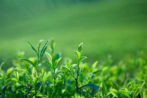 绿茶适合多少度水泡,茶叶一般可以泡几次