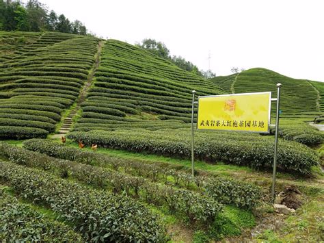浙江哪里有卖茶叶便宜的,浙南茶叶市场春茶交易见闻