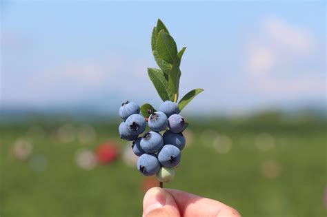 长白山野生蓝莓干的做法步骤图,怎么做好吃