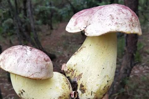 赤松茸菌菇的功效与作用 松茸菌水的功效与作用