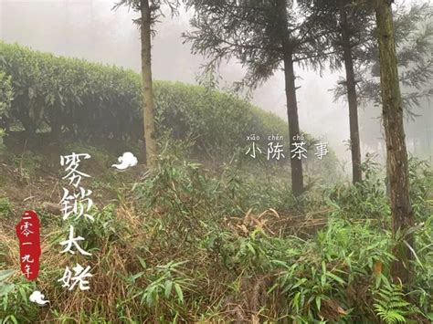 为什么说 高山出好茶,台湾为什么那么多高山