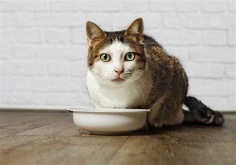 为什么猫护食,为什么猫会吃掉小猫