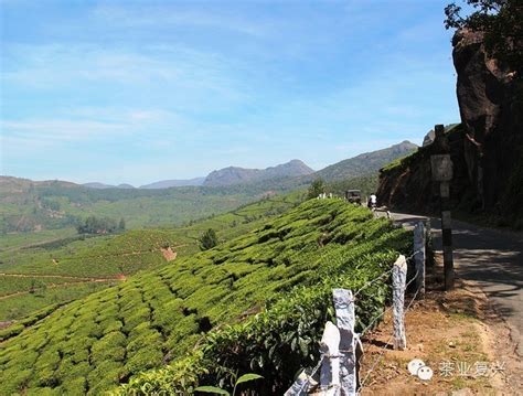 云南有多少红茶厂,这些地区也产红茶