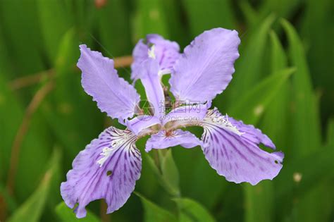 紫花鸢尾的种子生长到什么程度可以采摘?几月份为最佳播种时间?