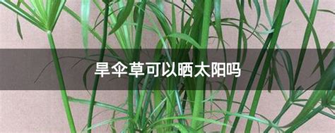 水竹怎样繁殖