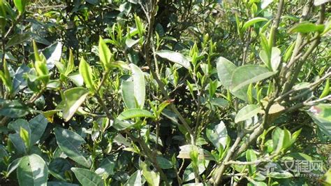 云南有哪些茶叶品种图片及名称,滇红的5大品种