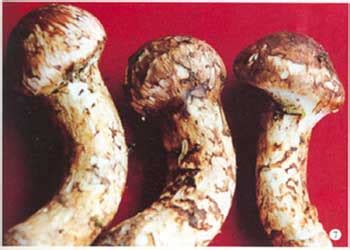 维生素b的作用及功能,松茸有丰富的粗蛋白质