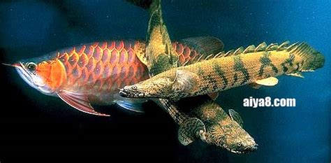 恐龍魚多少錢?