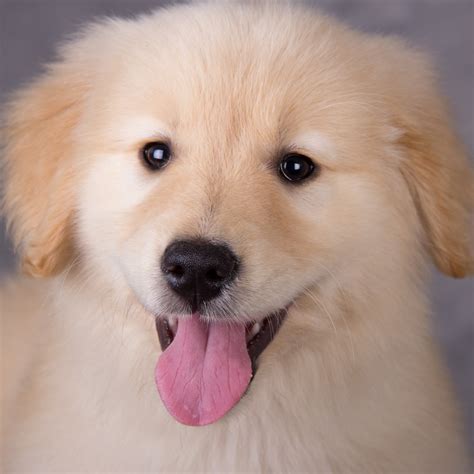 金毛 幼犬现在多少钱一只,一只两年的金毛多少钱