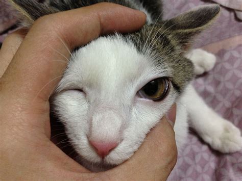 猫咪的眼部护理这样做,猫的眼眶为什么会发红