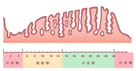 排卵后一周肚子不舒服