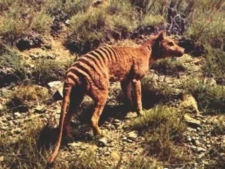 袋狼为什么灭绝,早已灭绝50万年的生物