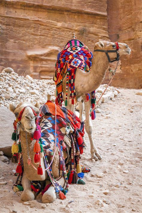 沙漠骆驼讲的什么故事,骆驼与茶有什么故事