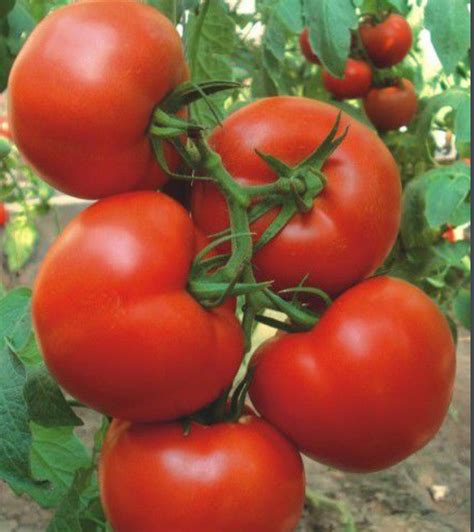 西红柿可以与松茸菌一起吃,松茸菌可以和西红柿一起吃吗