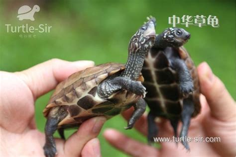 北京发现两只放生的中华草龟,中华草龟很久没吃了为什么