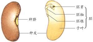 给我讲讲生物课上讲的 菜豆种子 是怎么回事 .、什么发芽过程那些、、、