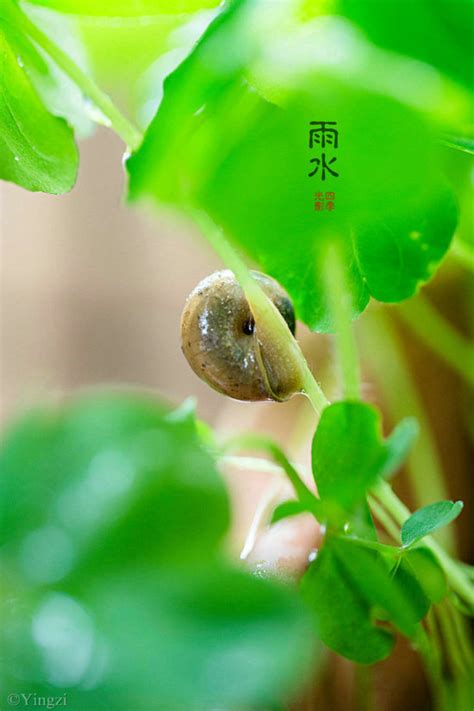 下过一场雨 蜗牛特别多 为什么,为什么蜗牛喜欢在雨后出来活动