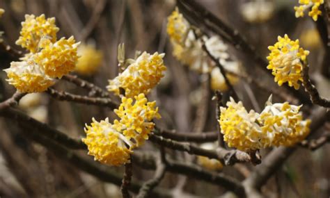 早春先开黄色花后长叶,香气浓郁的花名叫什么?