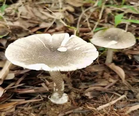 这个蘑菇长得和松茸很像,和松茸长特别像的毒蘑菇