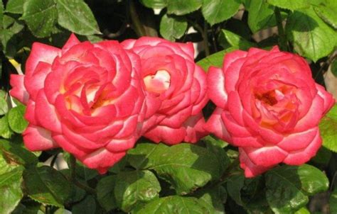 月季和玫瑰的区别图,叶子花朵有差距