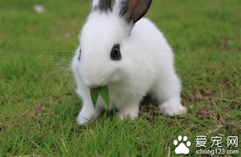 兔子可以吃草.ppt,为什么兔子的适合食草