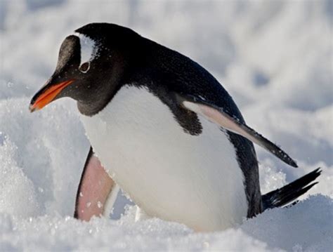 为什么企鹅分布那么广,把企鹅运到北极