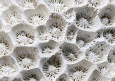霞光瑞色妙珊瑚,白色珊瑚怎么摆放