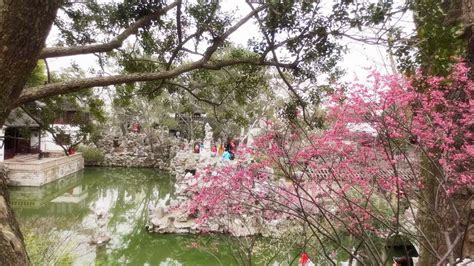 中国花木盆景网