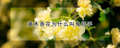 木香花为何不开花