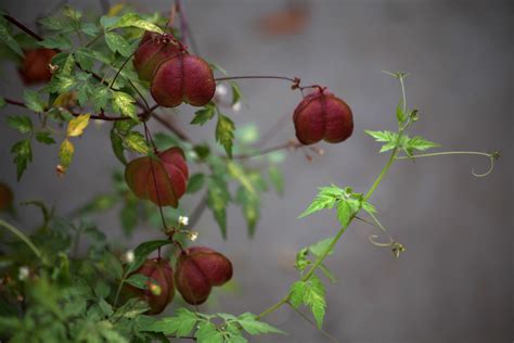 谁能告诉我这盆植物叫什么名字?叶子上的斑怎么去掉?