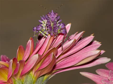 世界最美的螳螂,螳螂花 又叫什么