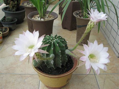 玫瑰花和仙人掌-童话作文400字(共计5篇)