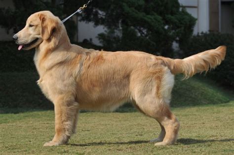 这几种金毛常见的性格,金毛小狗为什么翘尾巴