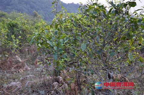 普洱生茶什么味道,十年普洱生茶什么颜色