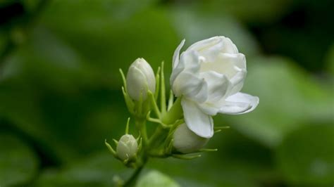 为什么茉莉花再开的时候是两种颜色?