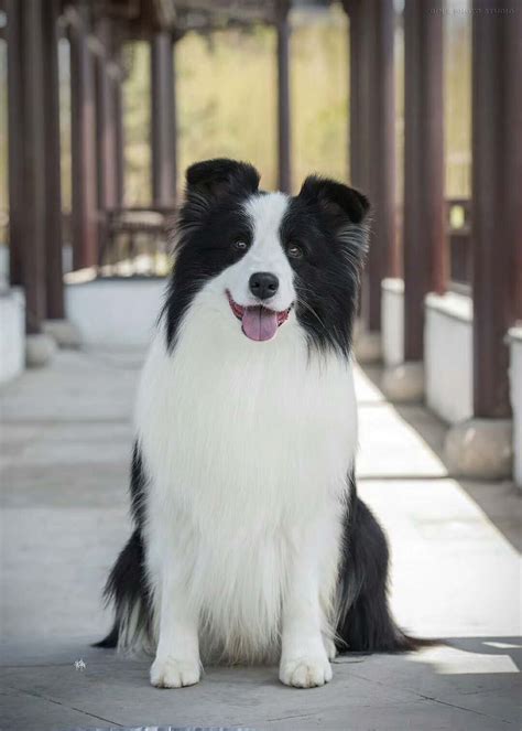 边境牧羊犬和贵宾犬你更喜欢谁,边牧和贵宾智商差多少