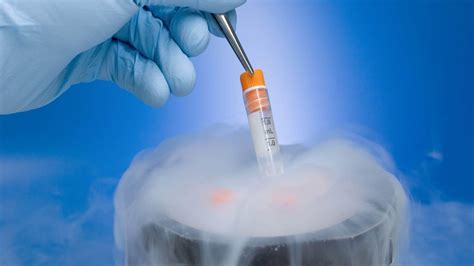 冻融胚胎移植和新鲜胚胎移植哪个成功率高