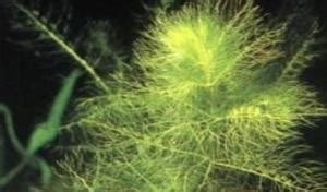黄花狸藻的饲养方法