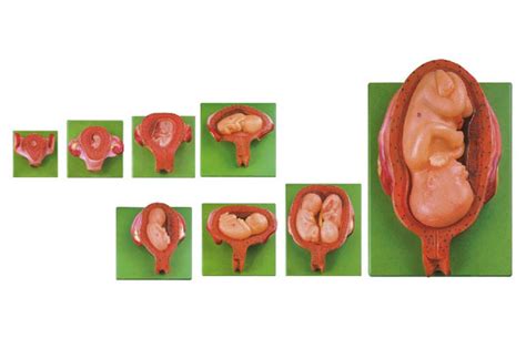 胚胎发育全过程动画片
